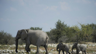 Wegen Dürre: Namibia lässt 700 Wildtiere töten