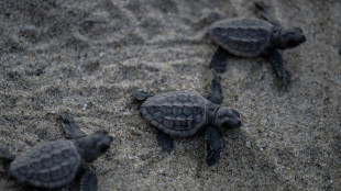 Niños y ambientalistas liberan crías de tortuga en Venezuela, una lucha para crear conciencia