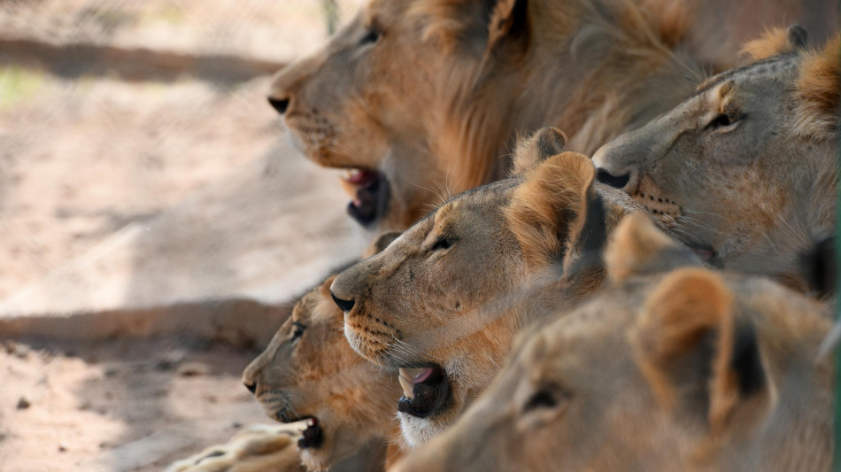 Siccità affligge popolazioni leoni del deserto in Namibia