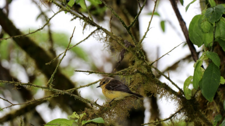 Crece en Galápagos la población de pájaro brujo en estado vulnerable