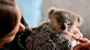 En Australie, les koalas menacés par la chlamydia et la circulation routière