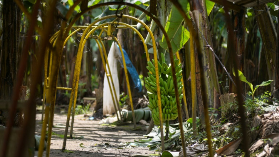 Ecuador, obligado a buscar nuevos mercados para su banano tras la sanción rusa