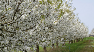 Obstbauern erwarten eher schlechte Kirschenernte - starke regionale Unterschiede