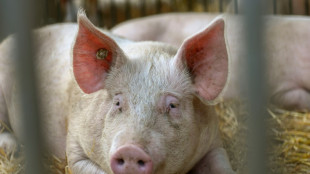 Immer weniger Schweine und Rinder in Deutschland gehalten