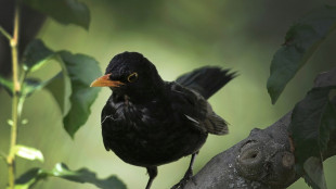 Zählung der Wintervögel: Weniger Spatzen und Amseln - mehr Kernbeißer