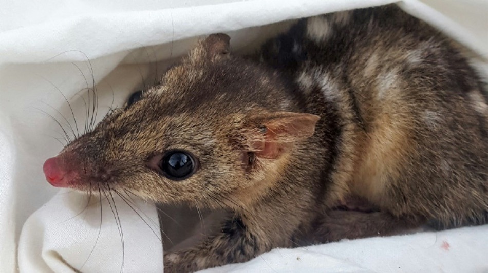 Relentless sex drive may threaten survival of quolls