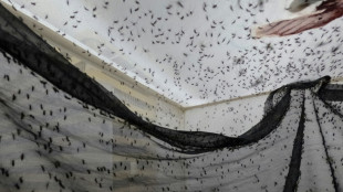 Uma 'biofábrica' de mosquitos na Colômbia luta contra a dengue e a desinformação