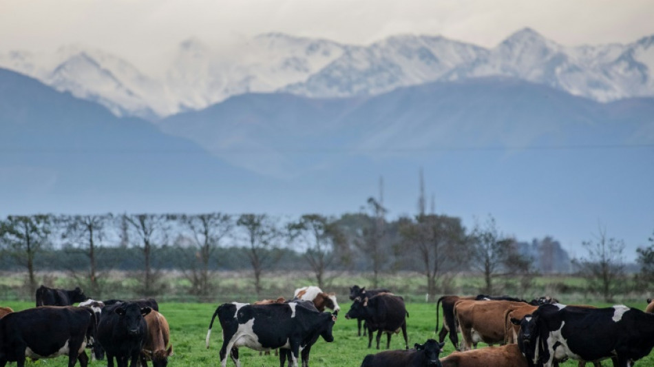 Nueva Zelanda presenta plan para gravar los gases naturales del ganado