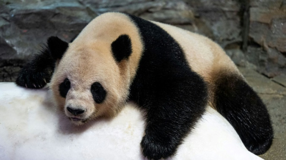 China gifts World Cup giant pandas to Qatar