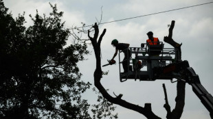 A69: près de 60 arbres abattus, malgré la présence d'opposants