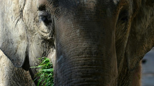 Asiatischer Elefant Victor im Berliner Zoo überraschend gestorben