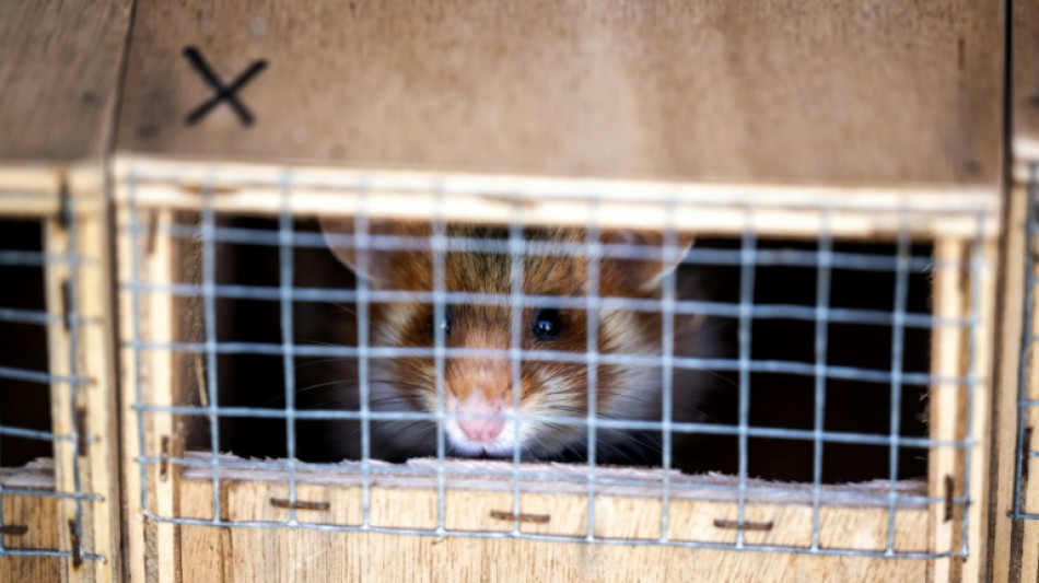 En Alsace, des lâchers de grands hamsters pour compenser l'impact d'une autoroute
