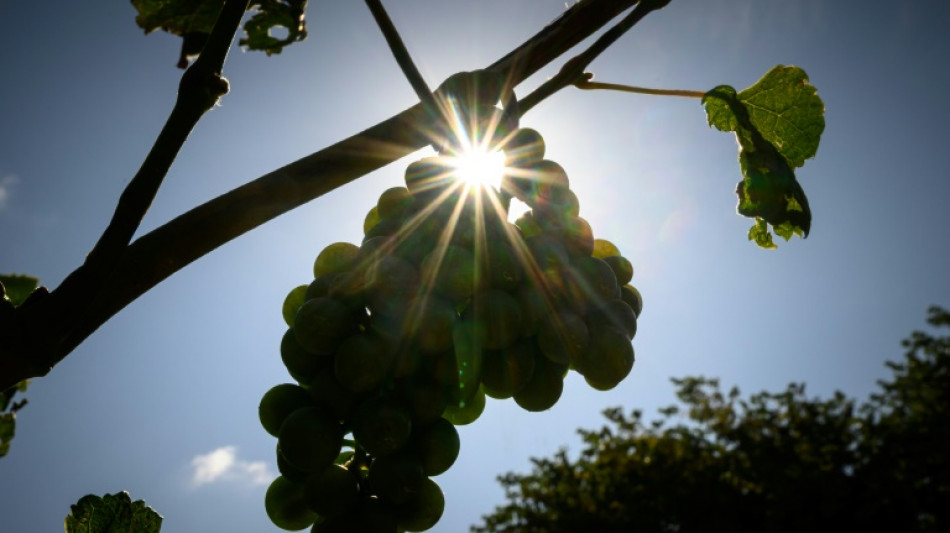 Sehr gute Weinernte in Deutschland erwartet 