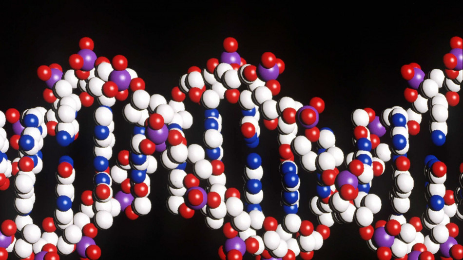 Mangiare poco aiuta a vivere più a lungo, ma dipende dal Dna