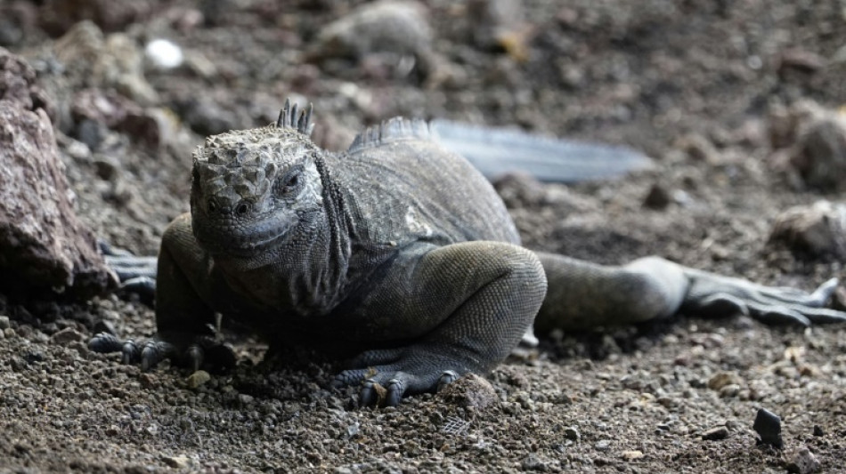 Des iguanes disparus il y a un siècle se reproduisent à nouveau aux Galapagos