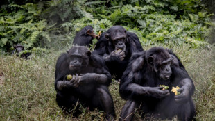 A Lwiro, une oasis pour sauver des animaux traumatisés de l'est de la RDC