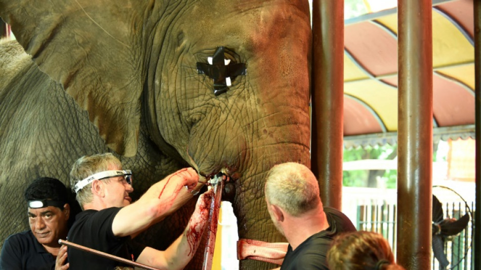 Un torno gigante para curar dentaduras de elefantes en Pakistán