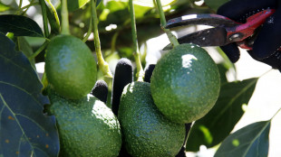 Diabete tipo 2, un avocado o più al giorno diminuisce rischi