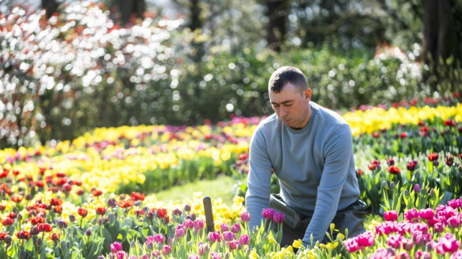 Pays-Bas: le plus grand jardin de tulipes du monde fête ses 75 ans