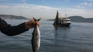 'Where are the mackerel?' Alarm as Bosphorus fish stocks crash