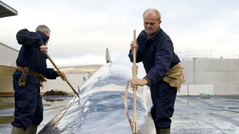 Islandia reautoriza la caza de ballenas, bajo condiciones más estrictas