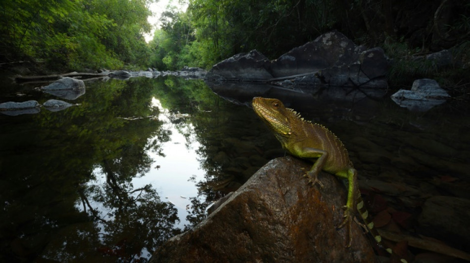 Rare wildlife species found in Cambodian national park