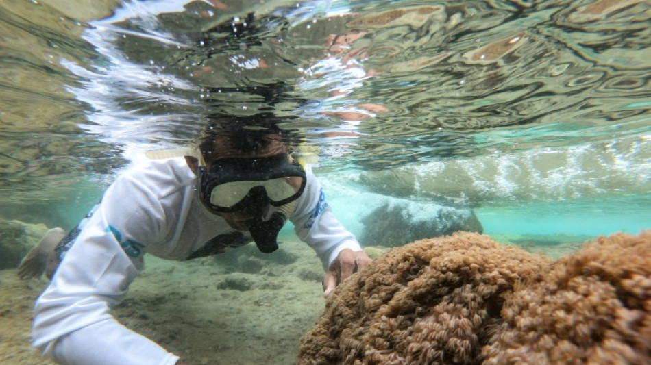 Un coral exótico asfixia arrecifes en Venezuela y amenaza el Caribe