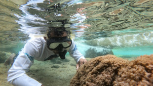 Un coral exótico asfixia arrecifes en Venezuela y amenaza el Caribe