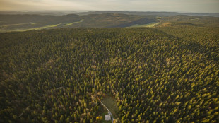 Baum fällt 74-Jährigem in Bayern bei Waldarbeiten auf den Kopf - Mann tot