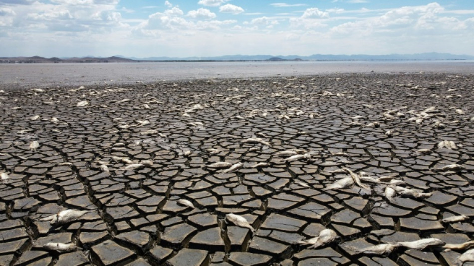 Au Mexique, la sécheresse tue des milliers de poissons dans un lac