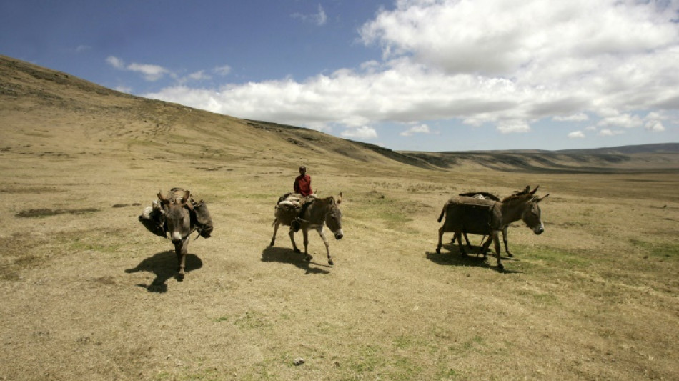 Court upholds Tanzania move to cordon off land to protect  wildlife