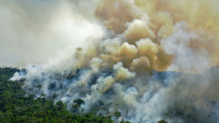 Un tercio de la Amazonia se "degradó" por el hombre y las sequías, según estudio