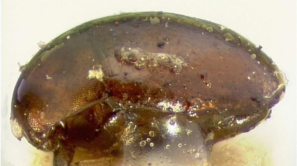 Tiny beetle causes 'Christmas Eye' agony in Australia