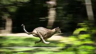 Namibian cheetahs head for India, 70 years after local extinction