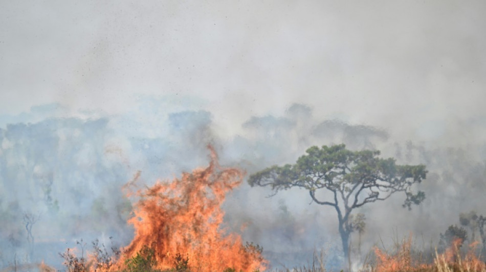 Brazil fires need harsher punishment: environmental police boss