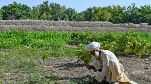 Withdrawal symptoms: Afghan farmers struggle after poppy ban