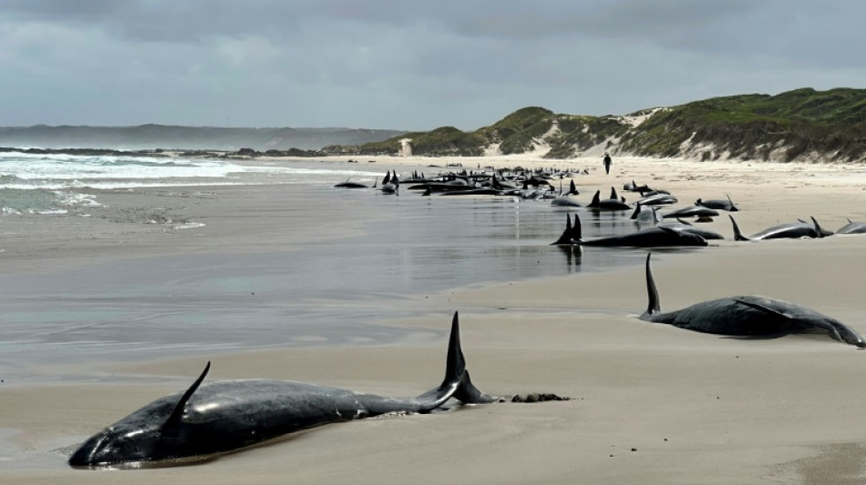 Australie: plus de 150 dauphins s'échouent sur une plage de Tasmanie