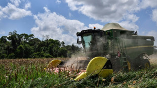 Brasil, prestes a se tornar o maior exportador de milho do mundo
