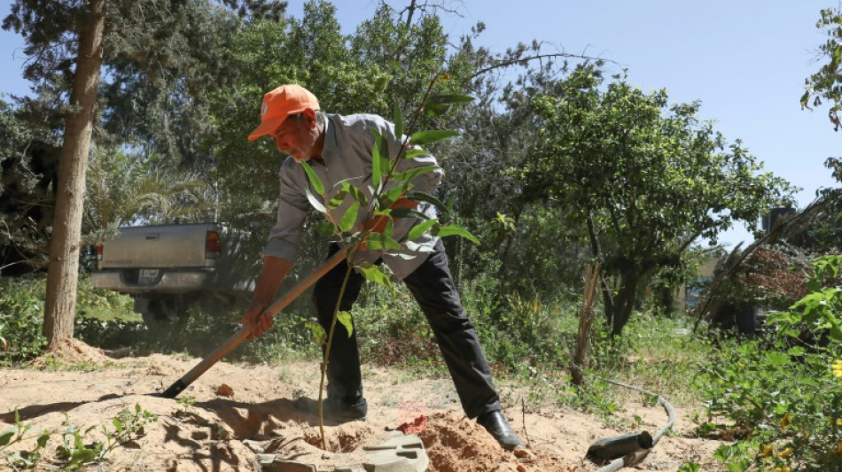 Deforestación, sequía y urbanización destruyen "todo" en el oeste de Libia