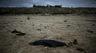 Plus de 900 dauphins échoués sur la côte atlantique cet hiver