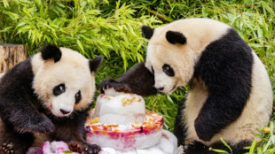 Pandazwillinge Pit und Paule bekommen Erinnerungstafel in Berliner Zoo