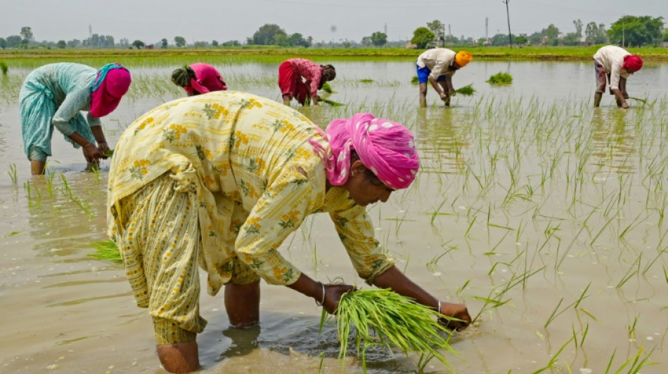 India prohíbe exportación de arroz blanco no basmati