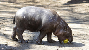 Cucciola di ippopotamo pigmea conquista cuori di tutto il mondo