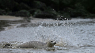 Belgium learns to share its beaches with sleepy seals