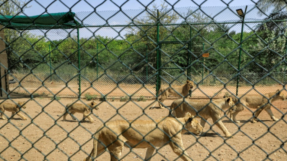 Reserva de leones en Sudán advierte de escasez de alimentos y electricidad