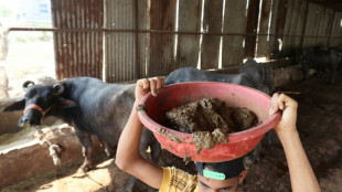 India transforma boñiga de vaca en fuente de energía renovable