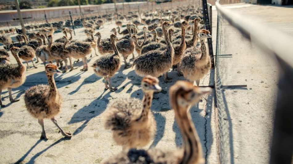 Afrique du Sud: la "capitale de l'autruche" n'a pas perdu son plumage