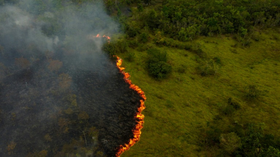 Aunque hubo progresos en Brasil, la deforestación mundial se mantiene "obstinadamente" alta