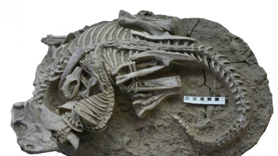 Mammal bites dinosaur in 'once-in-a-lifetime' fossil find