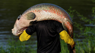 El pirarucú: el codiciado pez gigante del Amazonas en la mira de cazadores furtivos